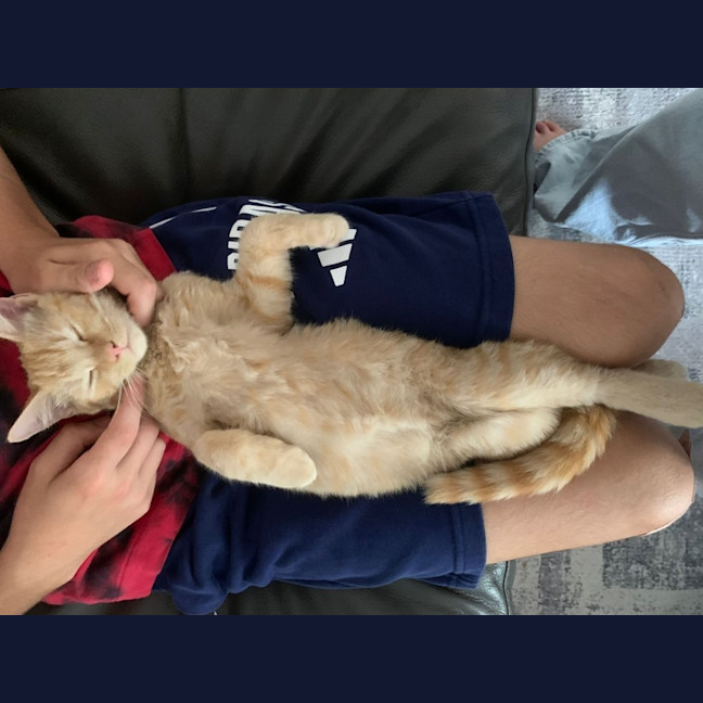 Photo of 🦁 Simba 🦁