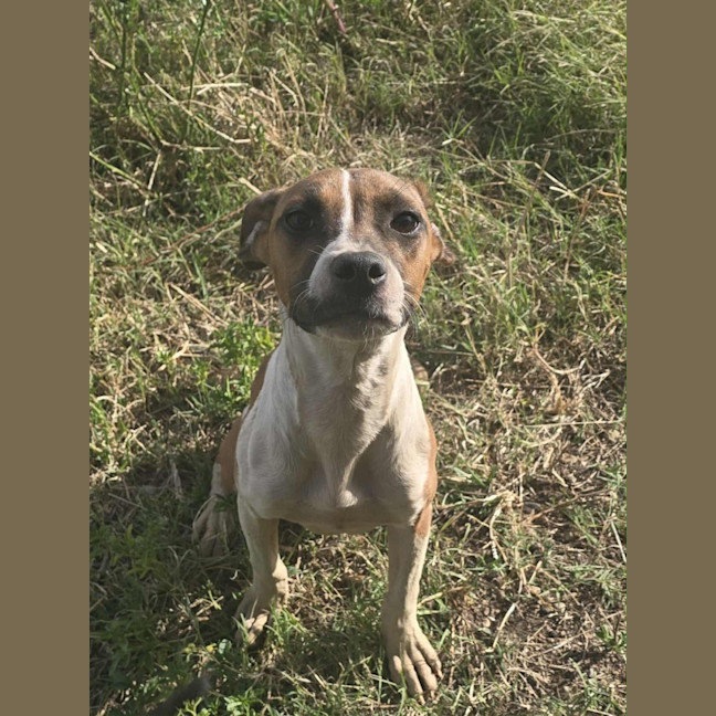 Photo of Kailey   5 Month Old Staffy X