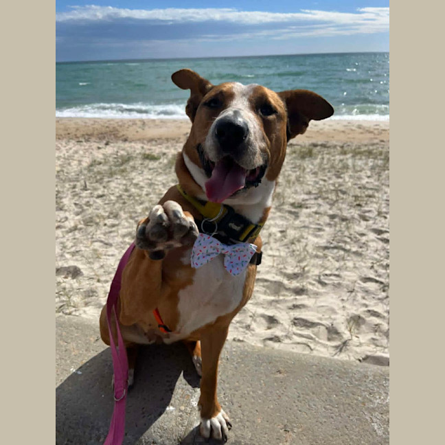 Photo of Frisbee