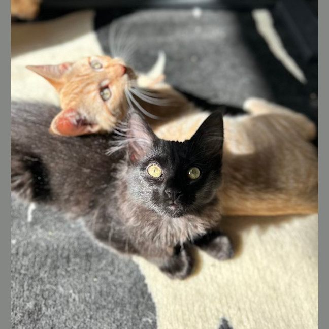 Photo of Nox   Located In Lower Plenty