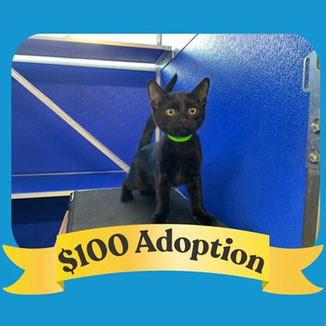 Photo of Loki