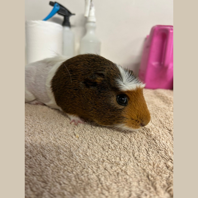 Photo of Tulip