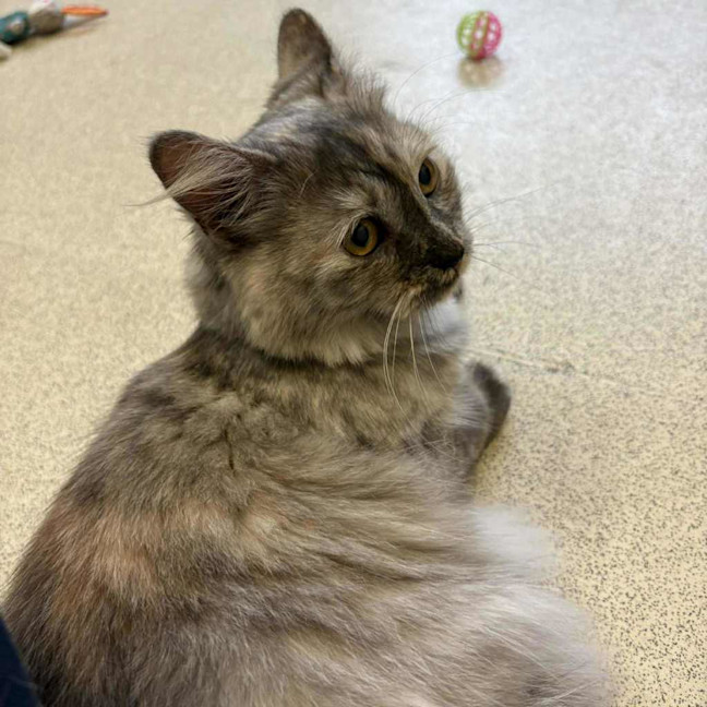 Photo of Dusty