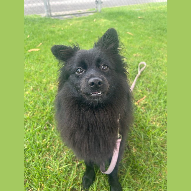 Photo of Wilma (Coco)