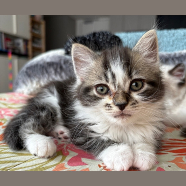 Photo of Veruca