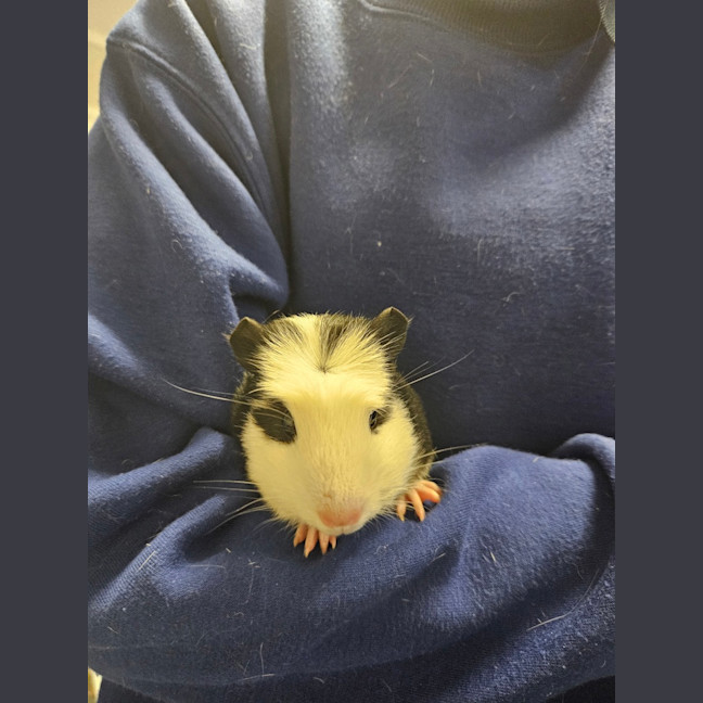 Photo of Dahlia