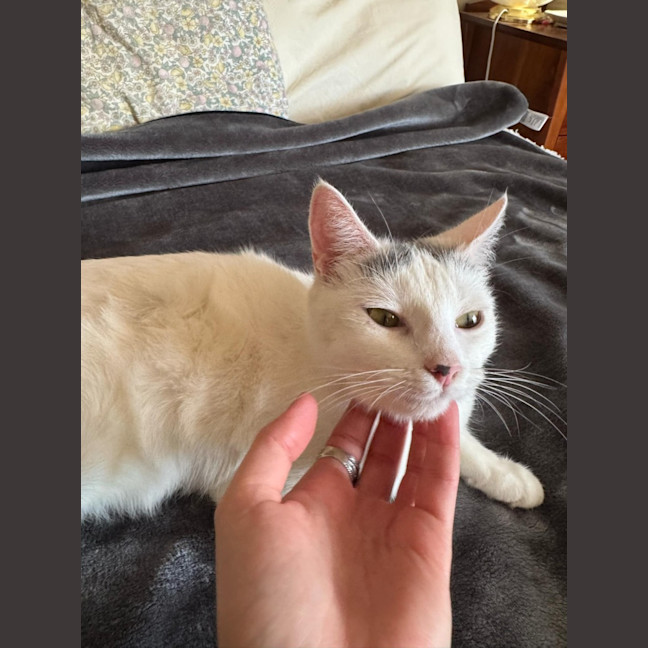 Photo of Tia   Located In Fawkner