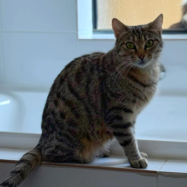 Photo of 12774   Roxy