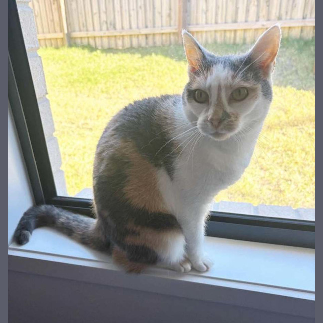 Photo of Tinkerbell