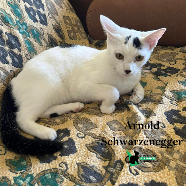 Photo of Arnold Schwarzenegger