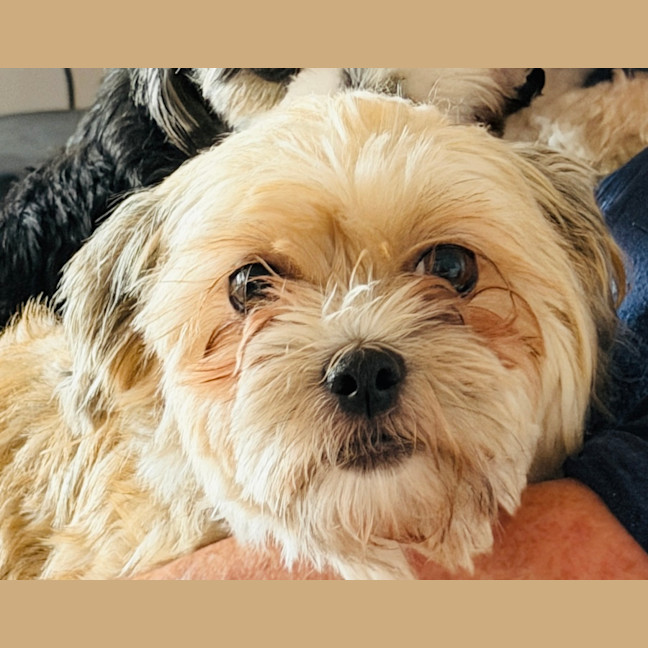 Photo of Maggie   4 Year Old Shih Tzu X