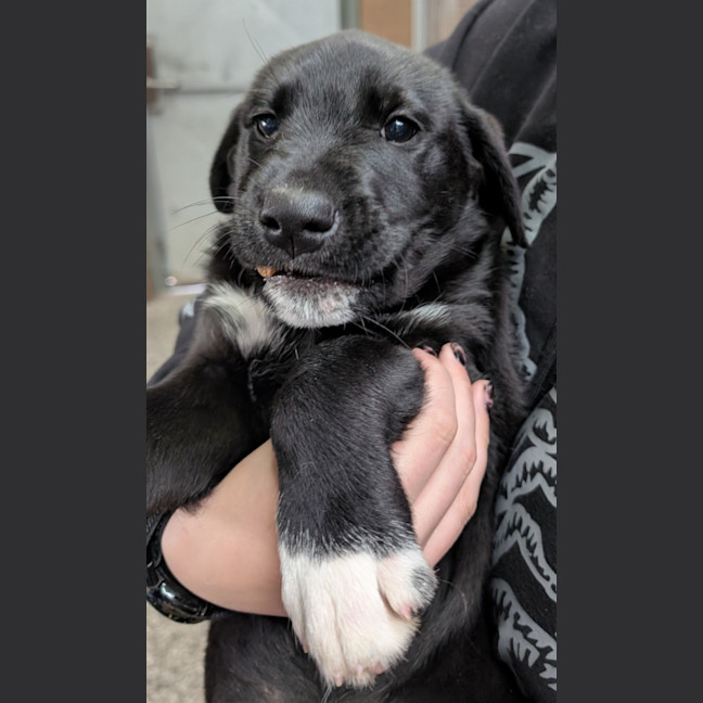Photo of Luna