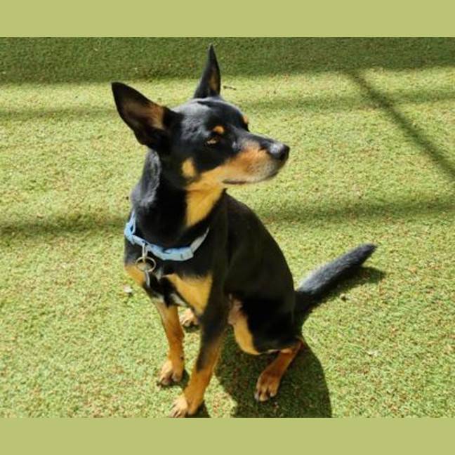 Photo of Peaky