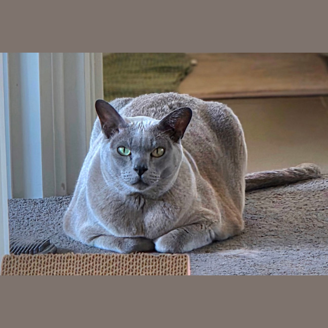 Photo of Chappy
