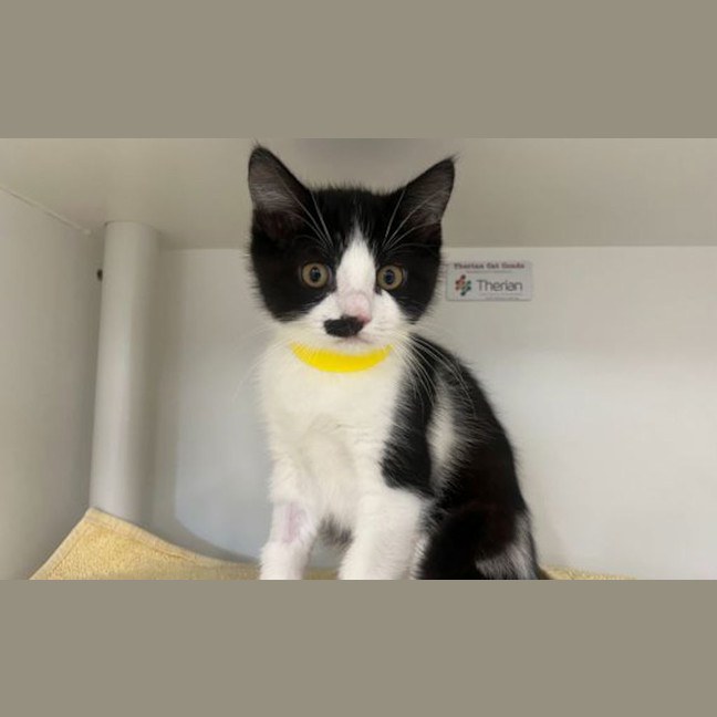 Photo of Captain