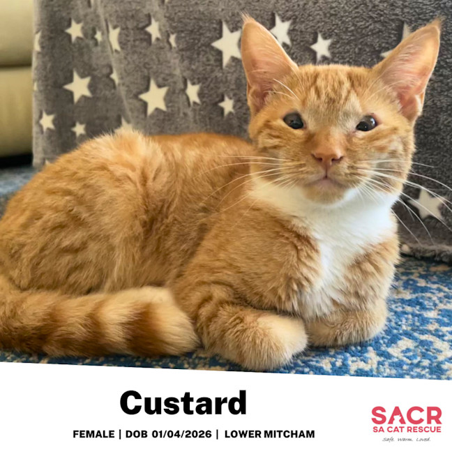 Photo of Custard