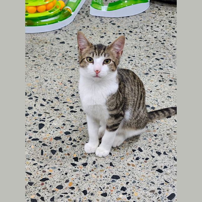 Photo of Milo