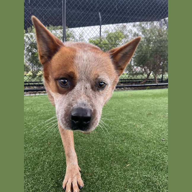 Photo of Bug A Lug Imp 1759