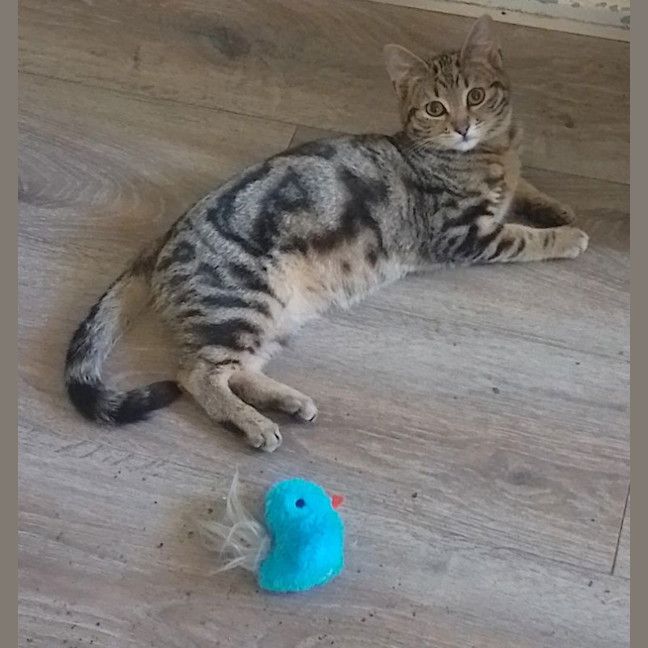 Photo of Linus
