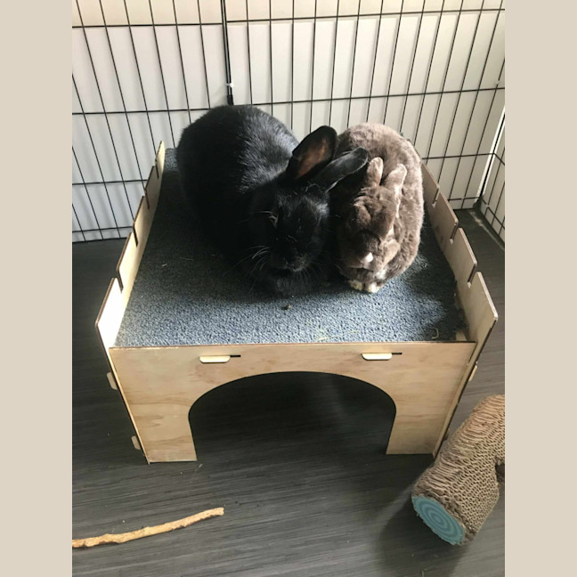 Photo of Cinnabun & Hopscotch