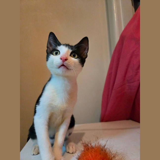 Photo of Gonzales