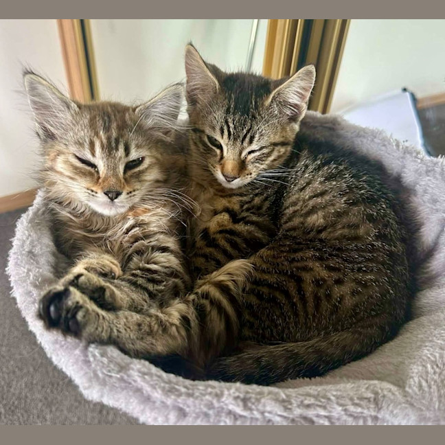 Photo of Tobias Torrens