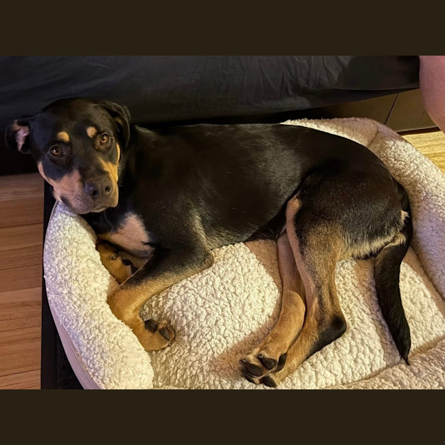 Photo of Jax 