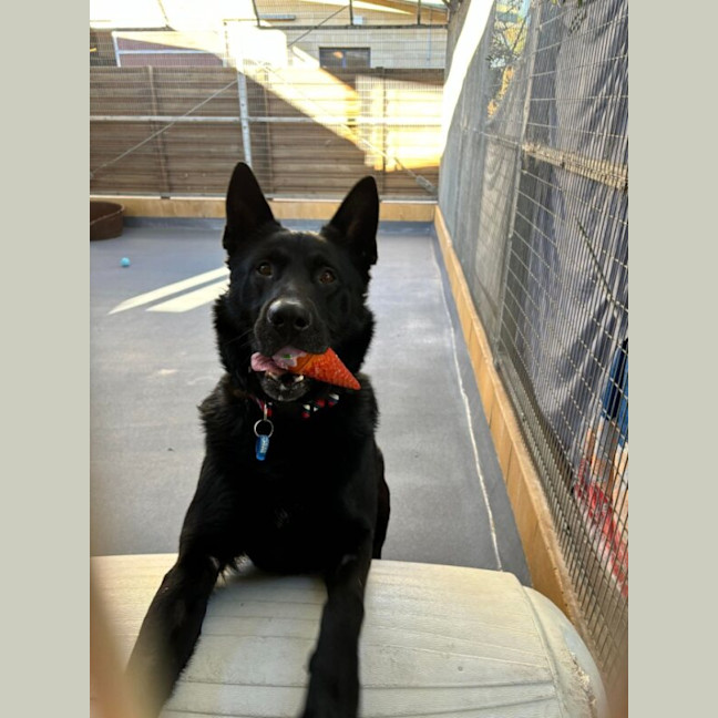 Photo of Wolfie