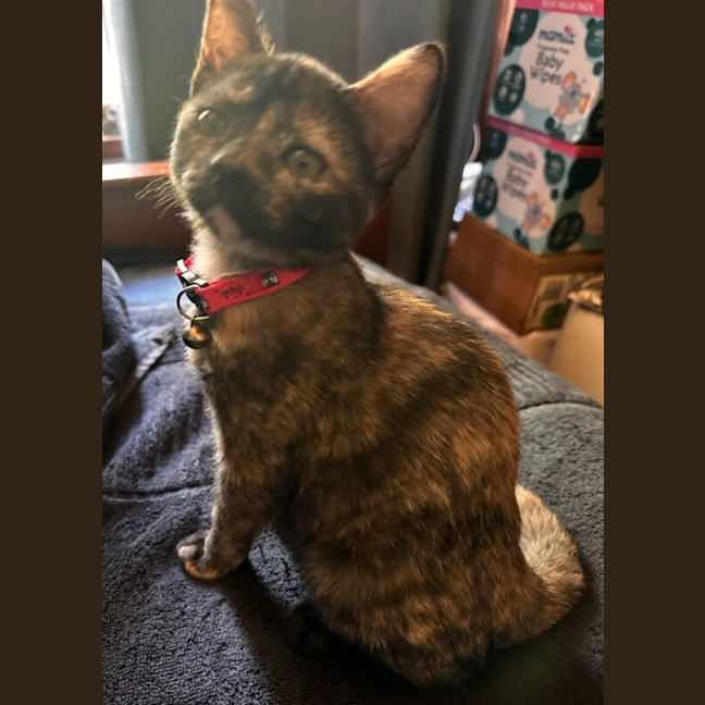 Photo of Daisy