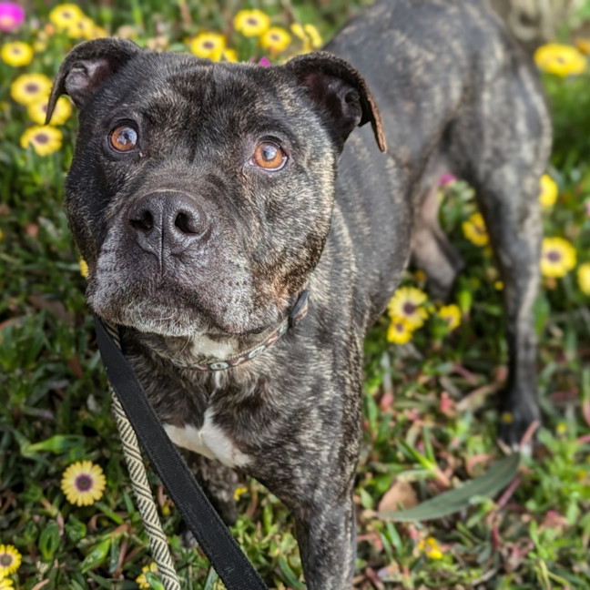 Photo of Tonka