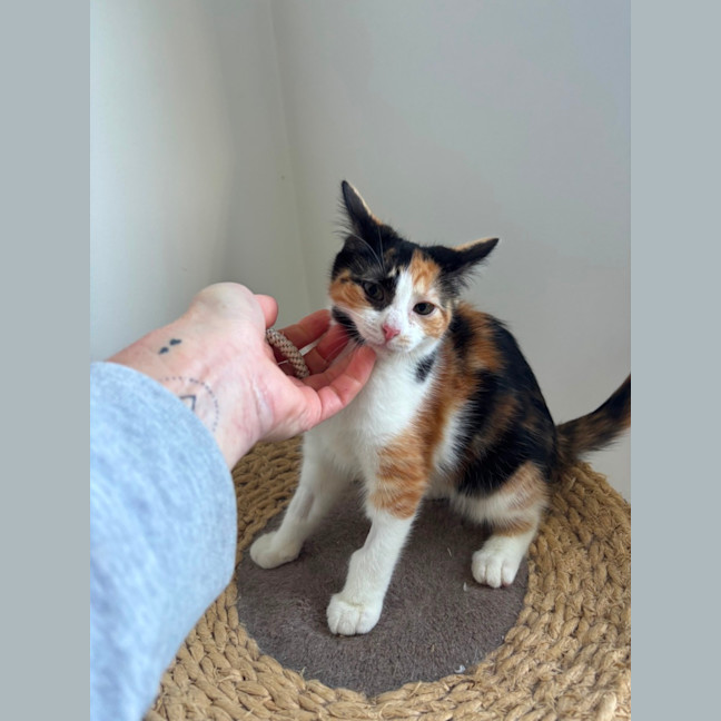 Photo of Coco Meet Me@Petstock Mornington Store Nepean Hwy