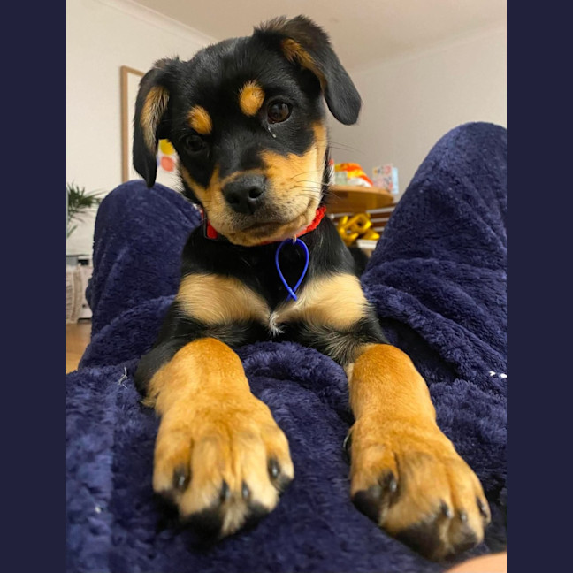 Photo of Elsie   11 Week Old Pug X Cavalier X Kelpie