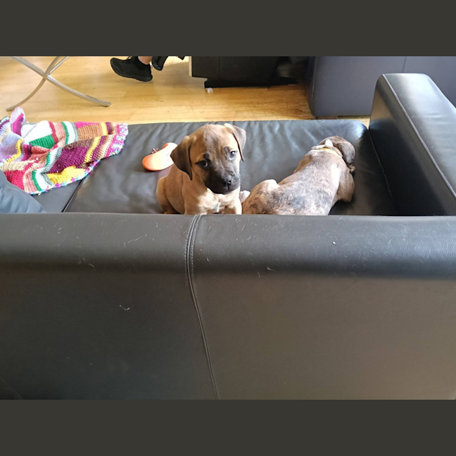 Photo of Padfoot (Was Peanut)