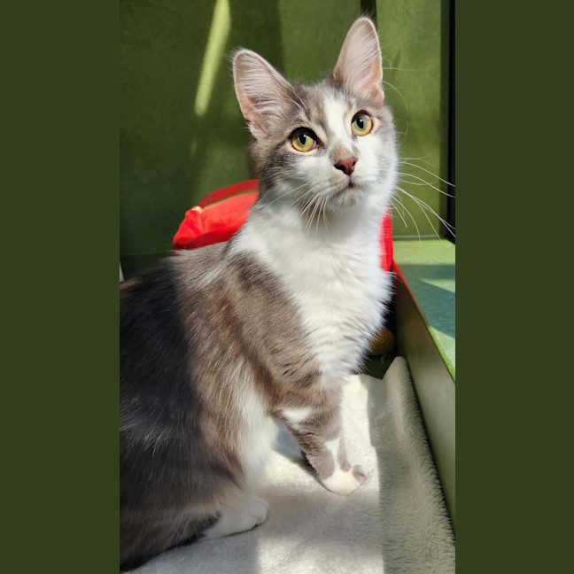 Photo of Buzzy (Bonded With Pookie)