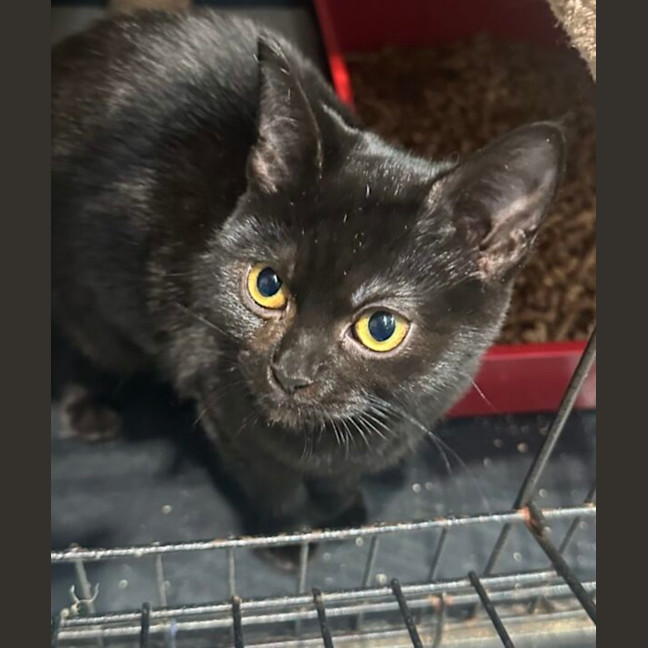 Photo of Ebony