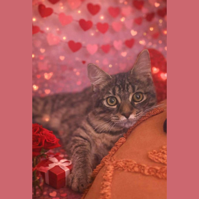 Photo of Periwinkle