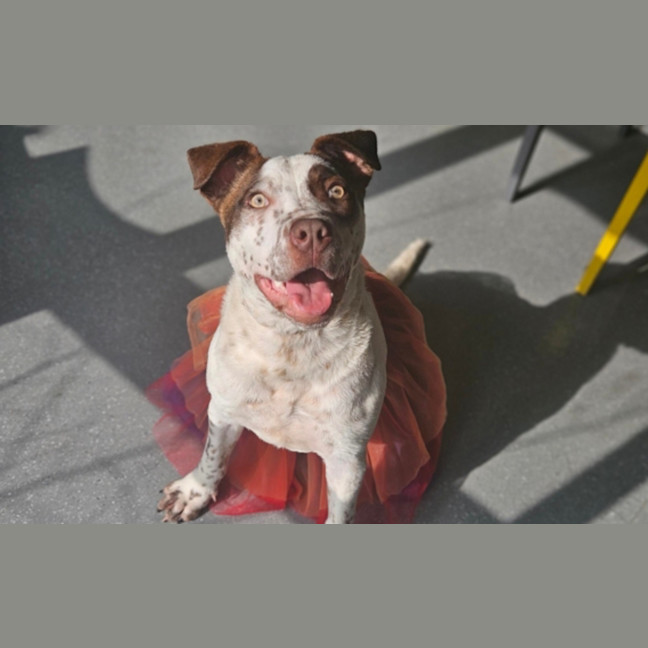 Photo of Humphrey