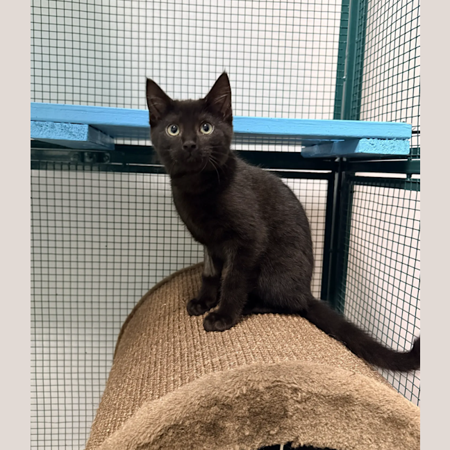Photo of Pepper