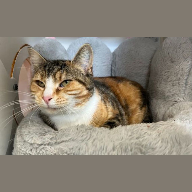 Photo of Pumpkin