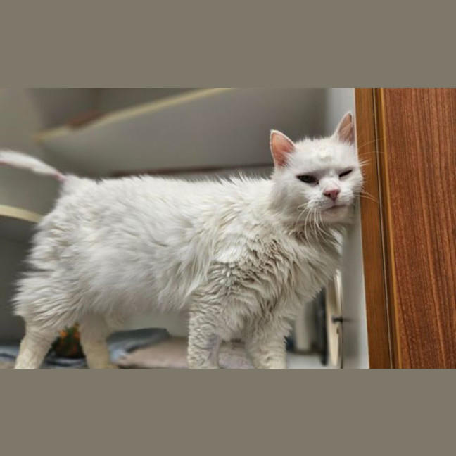 Photo of Randall