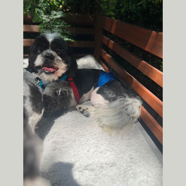 Photo of Hairy Mac Clary 