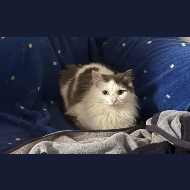 Photo of Bagel
