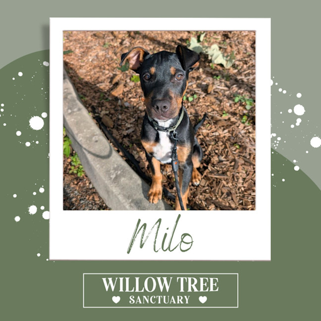 Photo of Milo