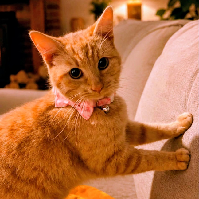 Photo of Buttercup