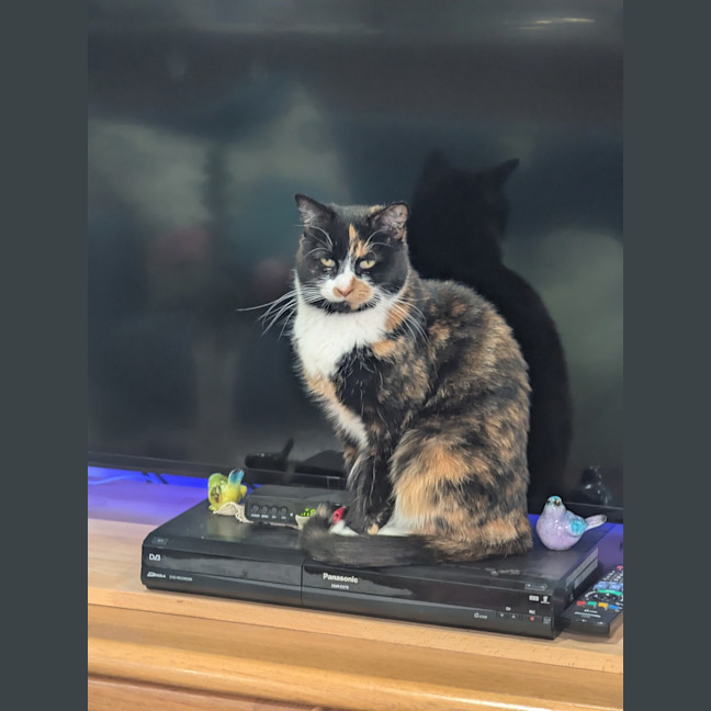 Photo of Tully
