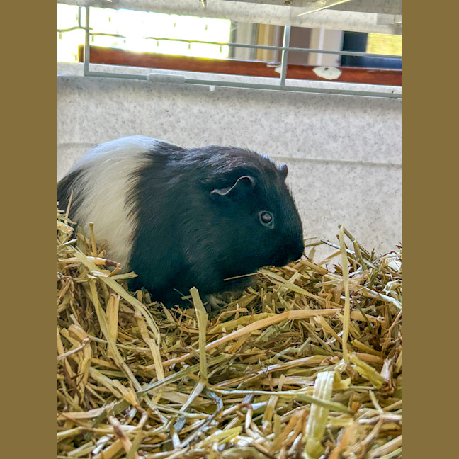 Photo of Sadie