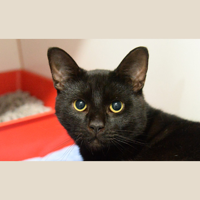 Photo of Baloo