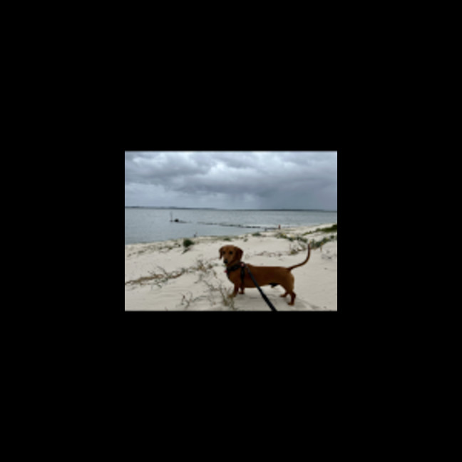 Photo of Schnitzel