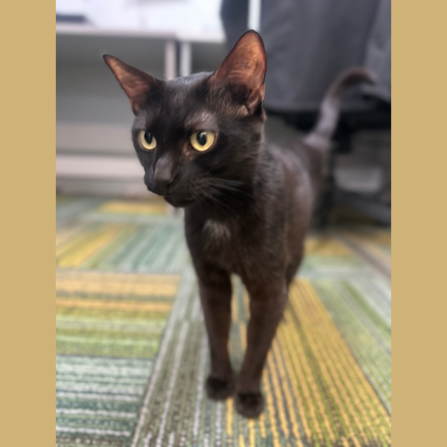 Photo of Shadow
