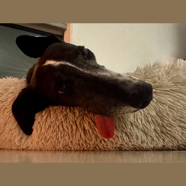 Photo of Luka, The Greyhound 